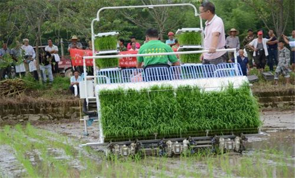 水稻機械化育插秧技術要點
