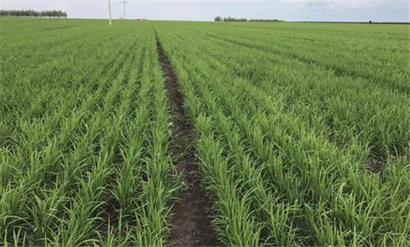 通用水稻高產(chǎn)創(chuàng)建實施方案