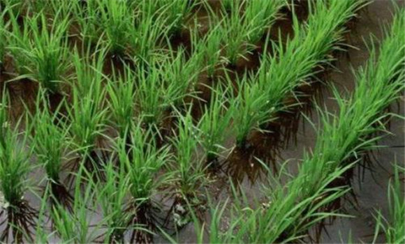 科學(xué)施用蘗肥，促進(jìn)分蘗早發(fā)快長(zhǎng)