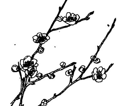 白梅花的功效與作用 白梅花的功效與作用