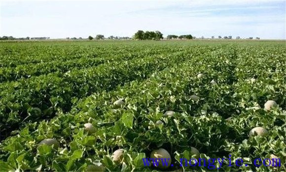 夏秋甜瓜種植時間是什么時候