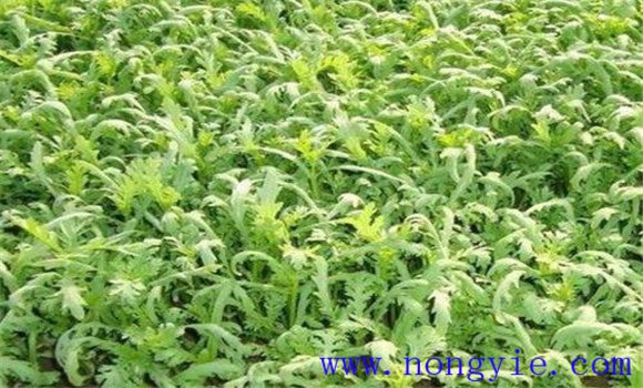 茼蒿病蟲(chóng)害防治方法