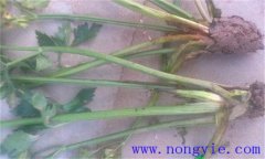 西芹裂根是怎么回事？怎樣防止？