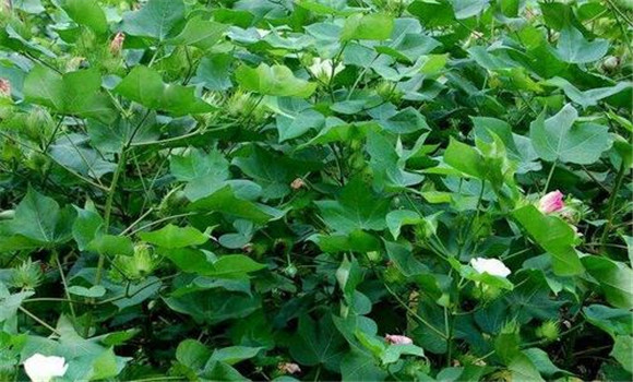 棉花輕簡化栽培技術(shù)要點