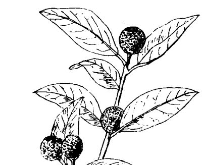 金橘的功效與作用 果樹種植管理方法