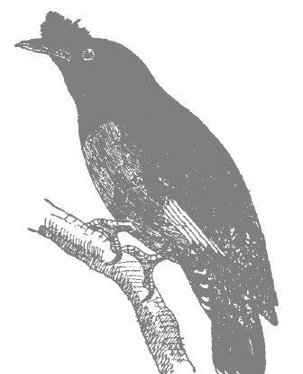 養(yǎng)好八哥的注意事項(xiàng) 八哥鳥怎么養(yǎng)