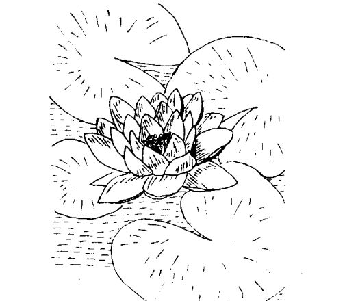 睡蓮的藥用價(jià)值及相關(guān)藥方 睡蓮的功效與作用