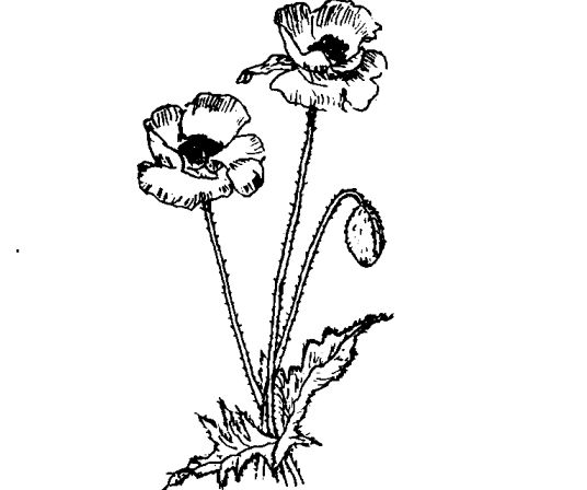 虞美人有什么藥用價(jià)值 虞美人的功效與作用