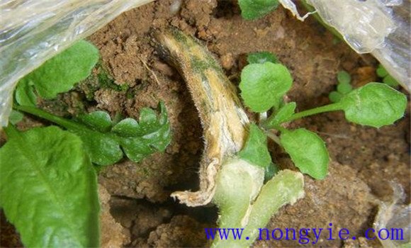 黃瓜嫁接南瓜的技術要點