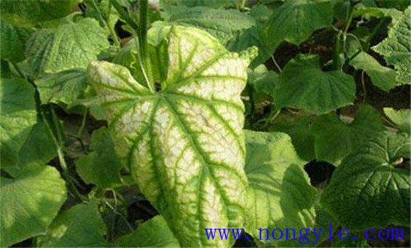 黃瓜歪頭是啥病、怎么治