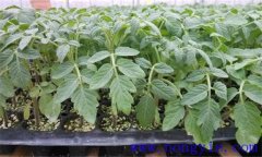 番茄育苗期是多少天，講述番茄育苗技術(shù)全過程