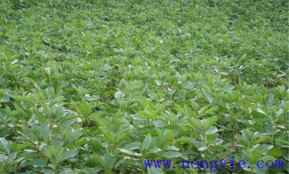 反季節(jié)蠶豆種植技術(shù)與管理方法