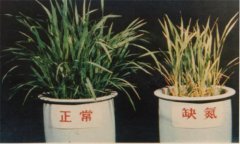 氮、磷、鉀對(duì)植物的作用分別是什么