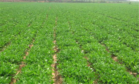 選擇對路良種，精細(xì)播種覆膜