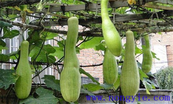 砍瓜的種植技術要點