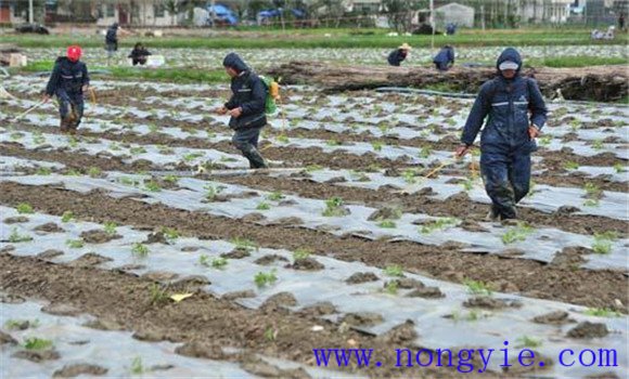 選地、整地、作畦