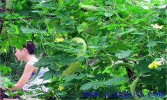 苦瓜的田間管理用打叉嗎？苦瓜的田間管理技術(shù)