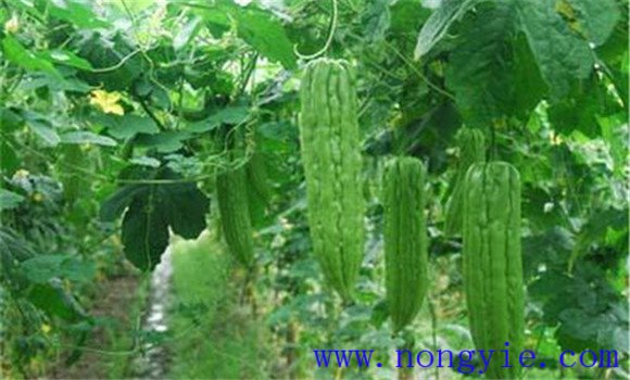 苦瓜的田間管理技術要點