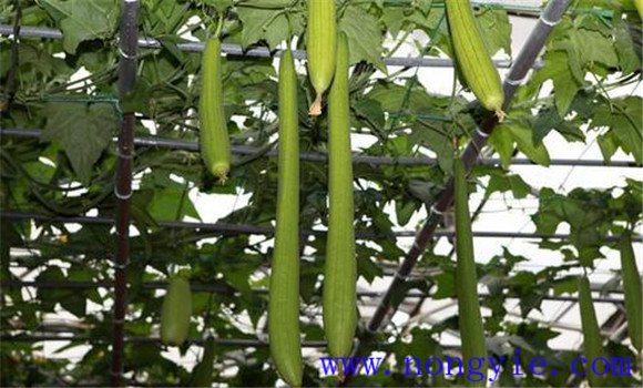 陽(yáng)臺(tái)怎么種絲瓜