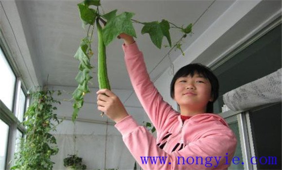 陽(yáng)臺(tái)絲瓜要及時(shí)采收