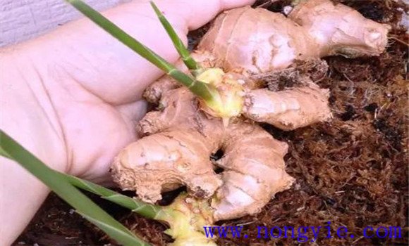 種植生姜的主要步驟與方法