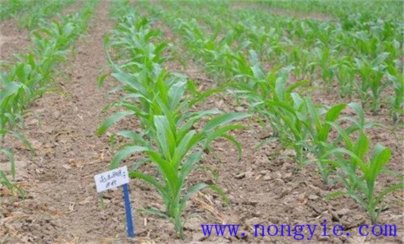 玉米苗期管理要點
