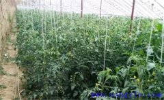 大棚中圣女果生長過旺怎么辦，圣女果如何控旺