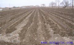 葉用枸杞的栽培方法，葉用枸杞怎么種植？