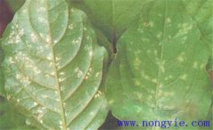 牛膝主要有哪些病蟲害，分別如何防治？