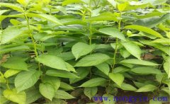 杜仲怎么育苗，杜仲有哪些繁殖方法？