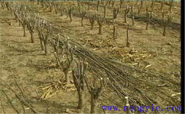 杜仲的砍伐剝皮采收方法