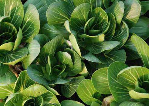 蔬菜栽培技術(shù)