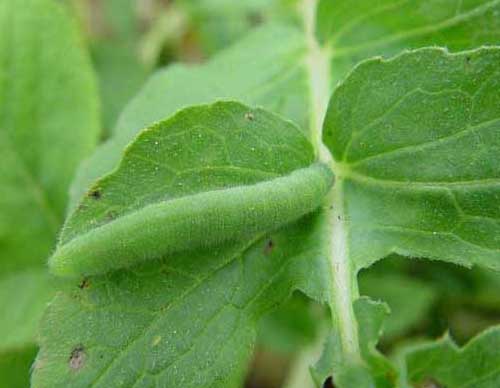 蔬菜種植管理方法