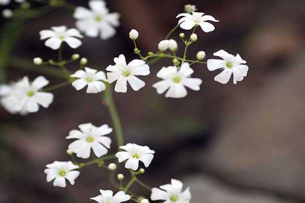 滿天星怎么養(yǎng)? 滿天星種植方法