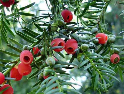 紅豆杉的養(yǎng)殖方法和注意事項(xiàng) 紅豆杉的栽培技術(shù)