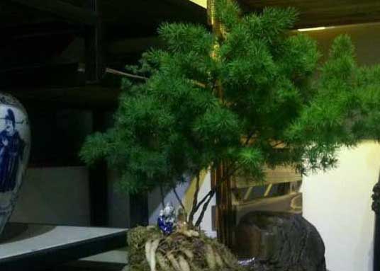 蓬萊松的價(jià)格及盆景養(yǎng)殖方法 蓬萊松的栽培技術(shù)