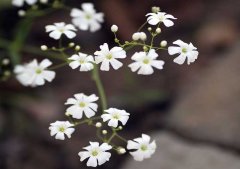 滿天星怎么養(yǎng)？