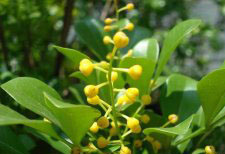 種植米蘭花應(yīng)注意什么？