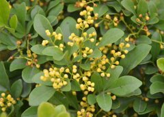 米蘭花掉葉子怎么辦？