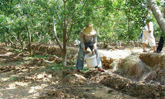 石榴施肥的種類(lèi)
