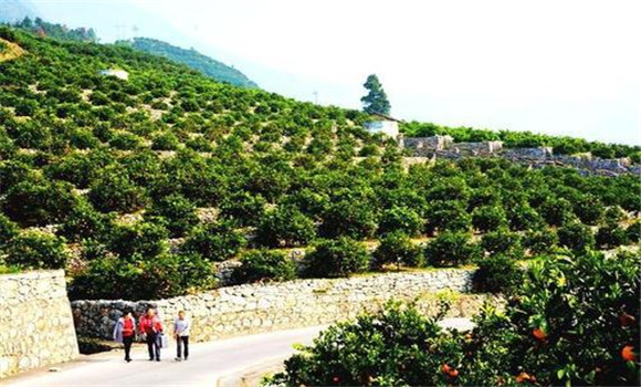 )合理規(guī)劃、科學(xué)建園