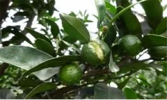 臍橙主要病害:裂果、日灼病和臍黃病的防治方法