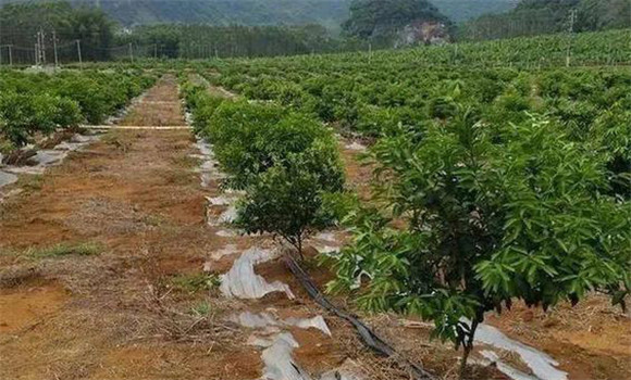 柑橘的土、肥、水管理