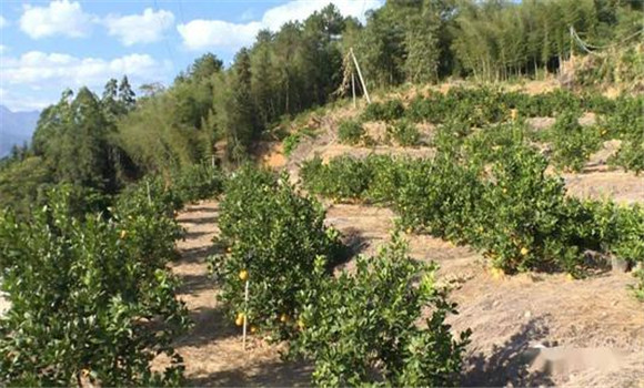 覆蓋抗旱，護樹保葉