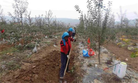 冬肥秋施，壯根保葉