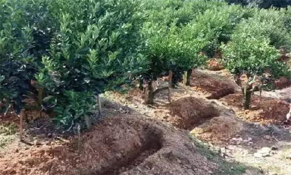 柑園追肥，需開溝條施