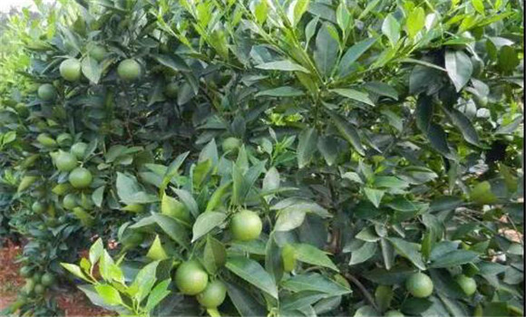 柑桔喜溫暖，忌霜凍