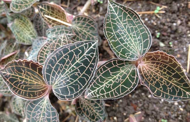 金線蓮多少錢一斤 金線蓮價(jià)格