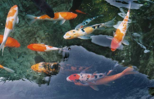 錦鯉吃什么食物 錦鯉養(yǎng)殖技術(shù)