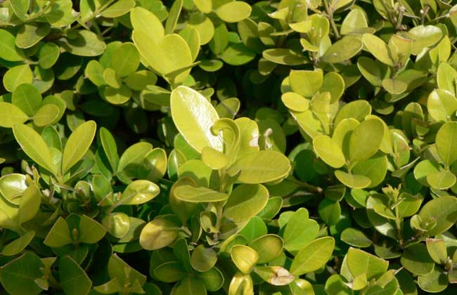 小葉黃楊和大葉黃楊的區(qū)別 大葉黃楊種植方法